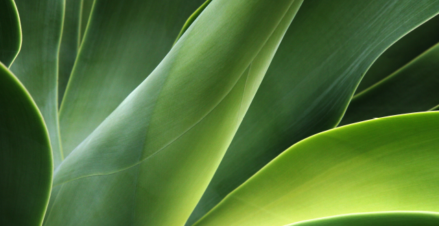 Agave cactus spirals symbolising data and reporting