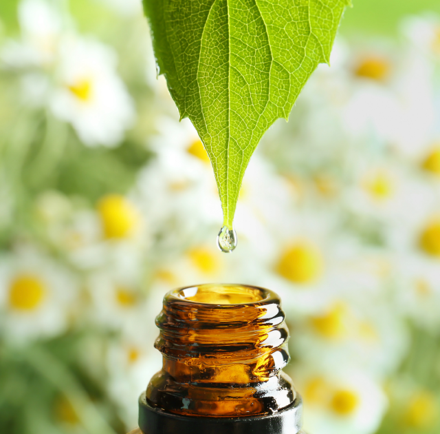 Leaf essence dripping into aromatherapy essential oil bottle