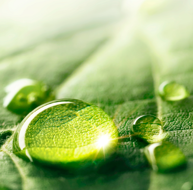 Beads of water sitting on a green leaf