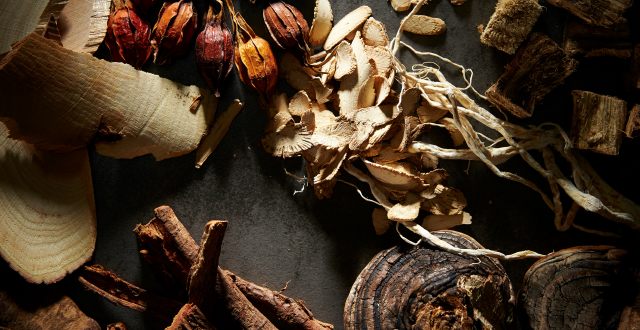 A selection of fungus and dried mushroom viewed from the top