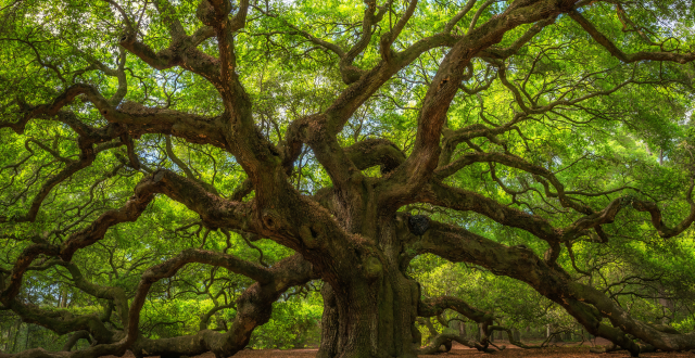 Old oak tree with multiple branches representing network, communication and knowledge