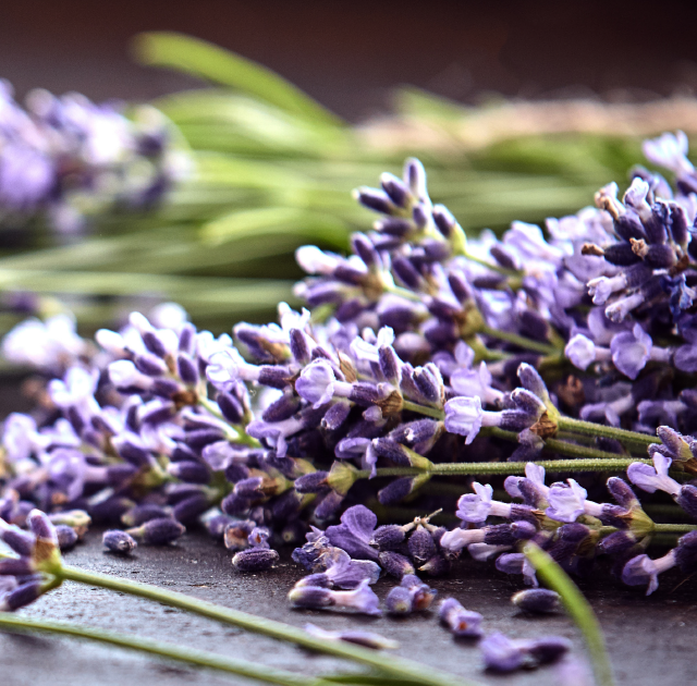 Lavender