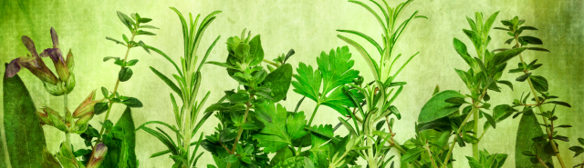 Fresh green herbs arranged on a vibrant green background, showcasing their texture and color contrast.
