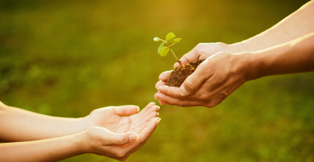 Hands holding soil with a small seedling, representing a gift of nature.