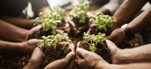 Hands holding small plants in soil, a group effort.