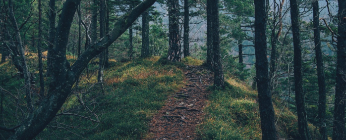 From Surviving to Thriving: Natural Stress Relief with Theanine and More